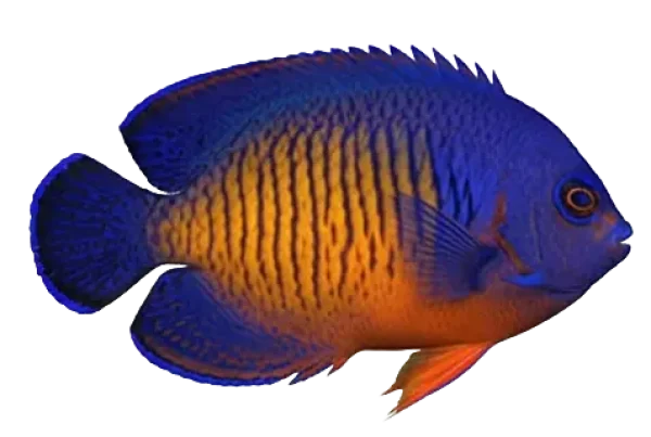 4_