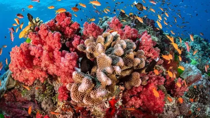 Topexcursii